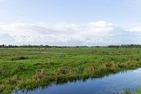 Dutch landscape with cows