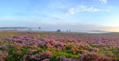 Zonsopkomst boven de bloeiende heide op de Veluwe