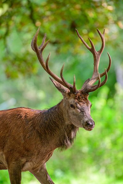 Rotwild Hirsch im Wald im Frühherbst von Sjoerd van der Wal Fotografie