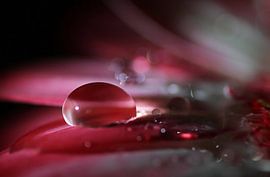 Tropfen auf Gerberablüte von SusaZoom