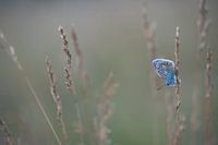 Icarus blue