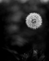 Black and white dandelion / flower