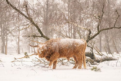 Schotse Hooglander in de sneeuw.