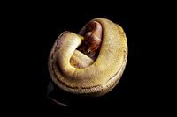 Python regius: Alien X