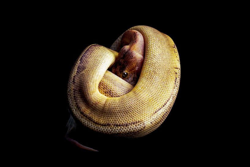 Python regius: Alien X by Glenn Buys