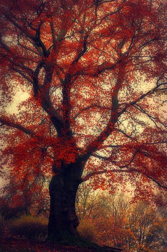 Boom met rode herfstbladeren