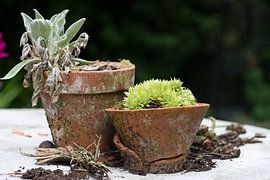 Indestructible nature