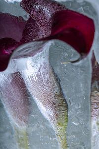 Calla in Eis 3