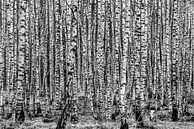 Birch,Birch forest by Marco Liberto thumbnail