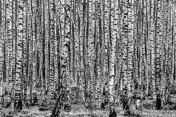 Birch,Birch forest