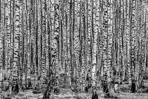 Birch,Birch forest