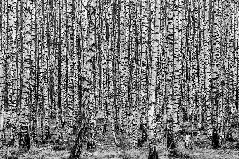 Birch,Birch forest by Marco Liberto