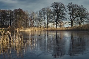 frosty lake with coot in the ice-free area. Trees at the edge and reeds in the lake.