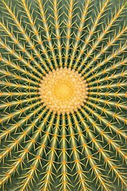 Strahlendes Sonnenherz – Golden Barrel Cactus