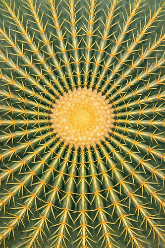 Stralend zonnetje – Gouden toncactus