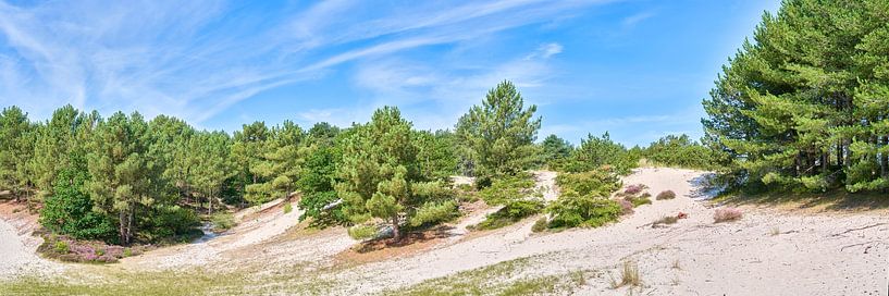 Dune avec bruyère violette dans les dunes de Schoorl par eric van der eijkj