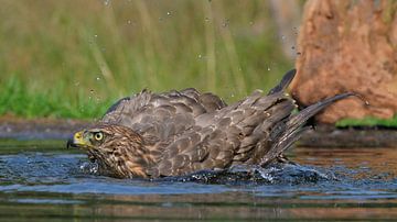Juveniele havik op de Lemelerberg van Wim van der Meule