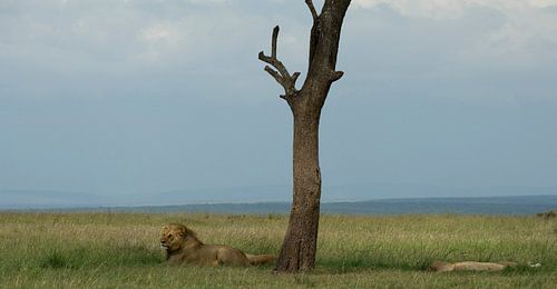 Lion mâle au Masai Mara, Kenya. sur Louis en Astrid Drent Fotografie