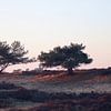 Twee bomen op de Veluwse heide sur Cinthia Mulders