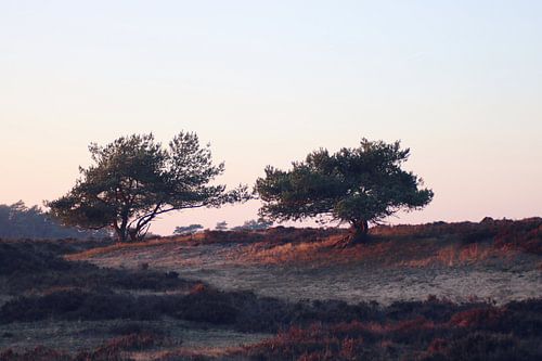 Twee bomen op de Veluwse heide