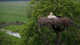 Ooievaar op het nest! sur Herman Moor