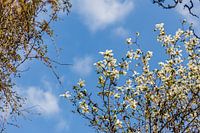 spring blossom against a blue sky