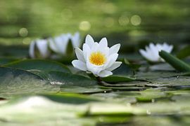 Water Lily by Heiko Lehmann