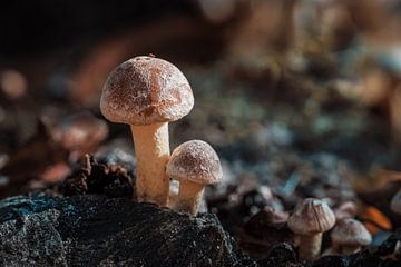 Bospaddenstoelen van Adri Rovers