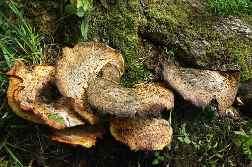 Champignons sur le tronc d'arbre