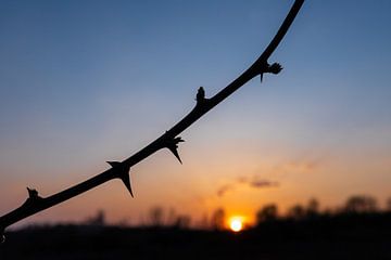 Silhouette eines einsamen Zweiges bei Sonnenuntergang von Kim Willems