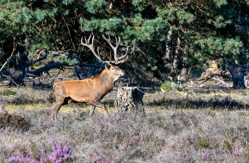 Red deer man by Merijn Loch