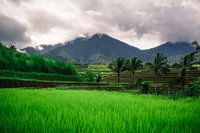 Groene rijstvelden Bali