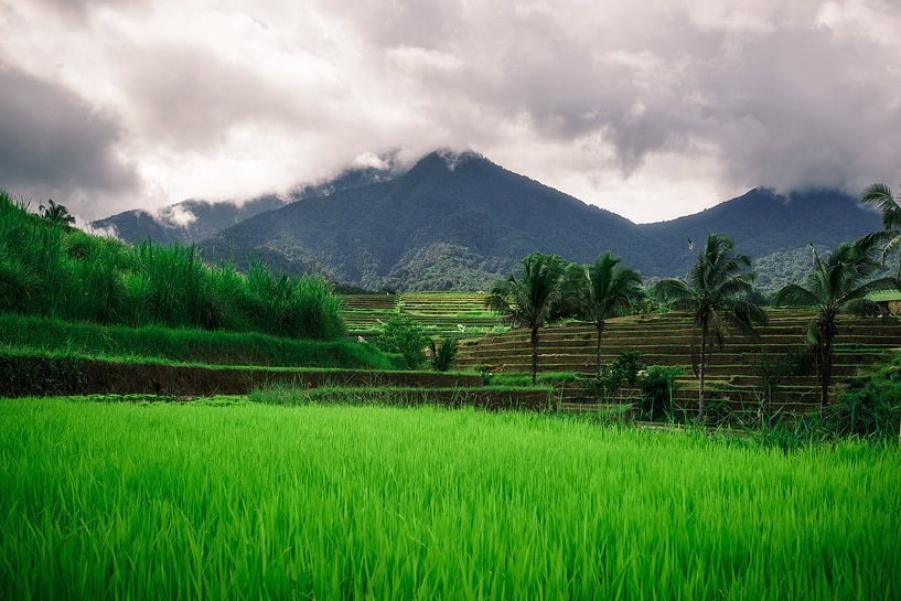 Groene rijstvelden Bali van road to aloha