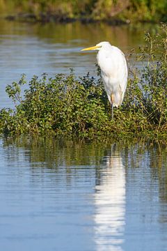 Great egret standing next to a lake by Sjoerd van der Wal Photography