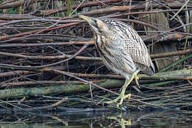 The bird that rarely shows itself.