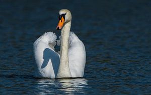 Mein Schatten und ich von Harry Eggens