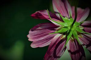 Achterkant bloem van Dorien Boekema