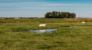 Grazing cow reflecting in a puddle at the green meadows of the p van Werner Lerooy