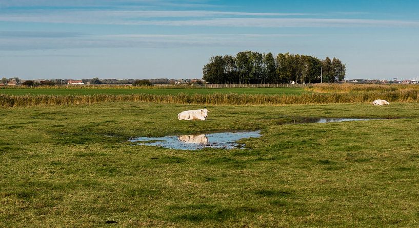 Grazing cow reflecting in a puddle at the green meadows of the p van Werner Lerooy