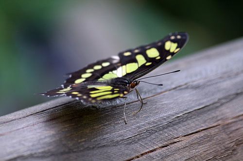 Vlinder op een stuk hout 2
