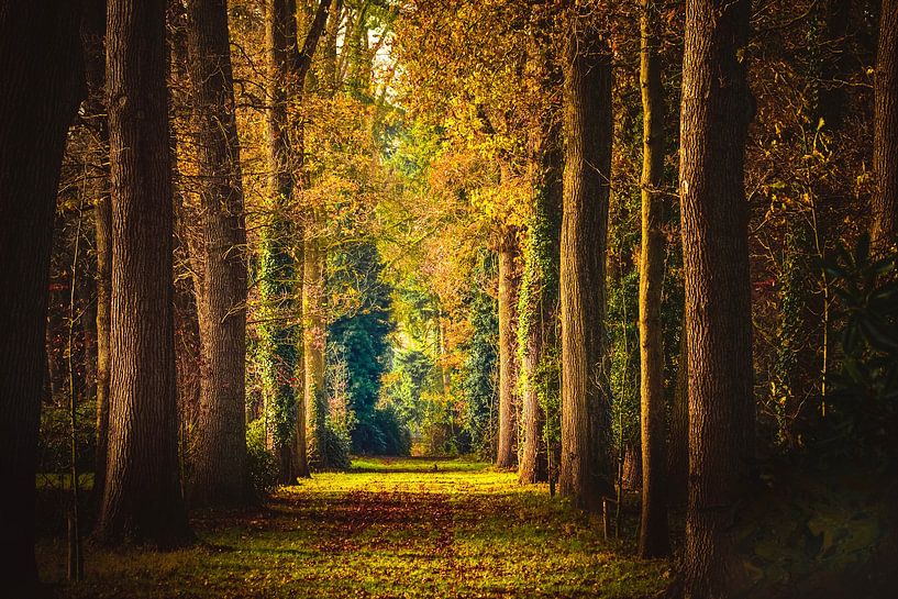 Picturesque lane by Leo van der Sanden