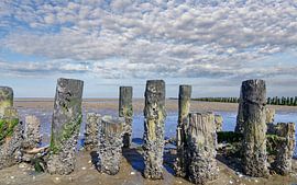barnacles at decayed lahnung,North Sea,North Friesland by Peter Eckert