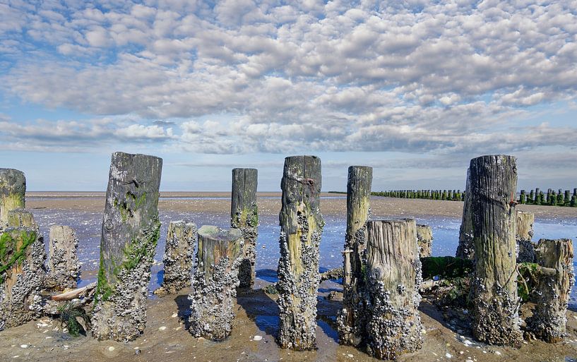 Seepocken an zerfallener Lahnung,Nordsee,Nordfriesland von Peter Eckert