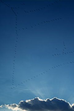 les oiseaux migrateurs sur Stefan Havadi-Nagy