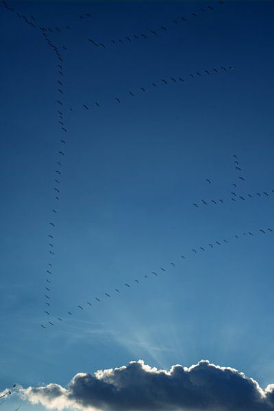 zugvögel von Stefan Havadi-Nagy