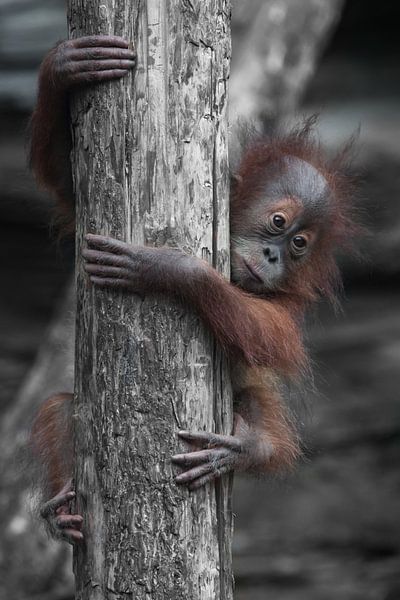 Unabhängiges Orang-Utan-Baby klettert vorsichtig und behutsam den Stamm eines Baumes hinunter von Michael Semenov