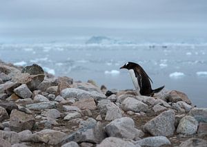 Eselspinguin am felsigen Strand der Antarktis