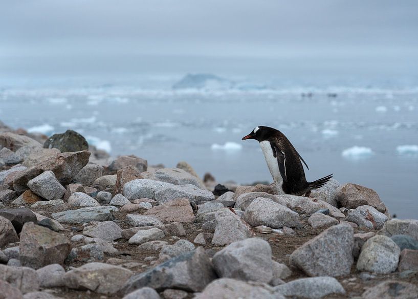 Eselspinguin am felsigen Strand der Antarktis von Anges van der Logt