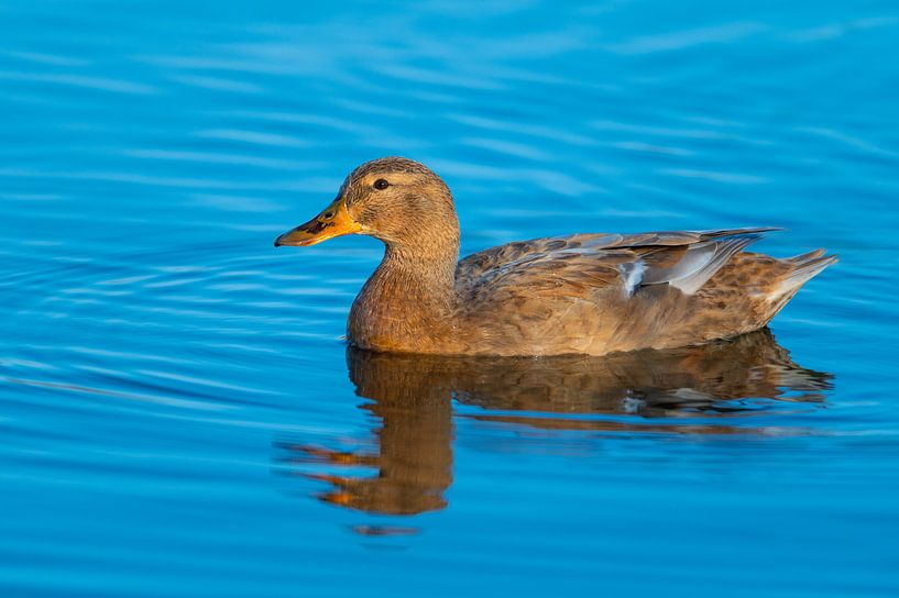 Enten schwimmen in Ruhe über einem kleinen Teich in Norddeutschland von Matthias Korn
