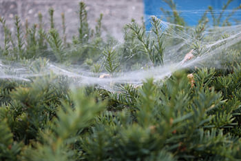 spider's web in hedge